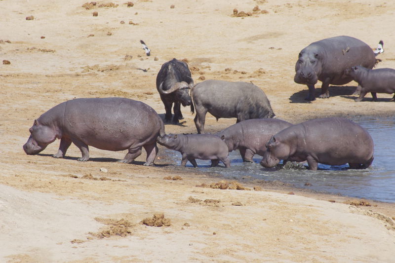 Safari Botswana